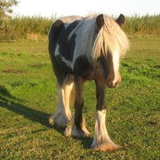 Irish Cob Stald Gipsy´s Ultana