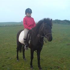 New Forest gucci " SOLGT "