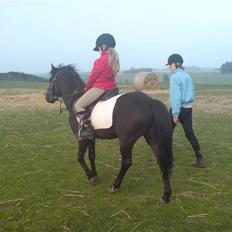 New Forest gucci " SOLGT "