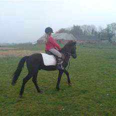 New Forest gucci " SOLGT "