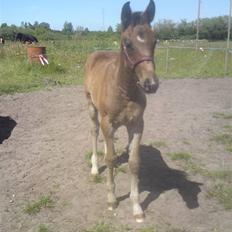 Oldenborg Annebell