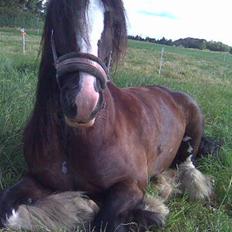 Irish Cob Chip