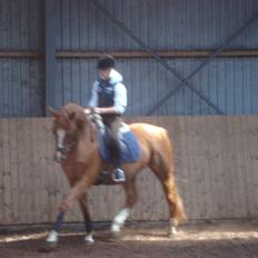 Oldenborg Pandoer - SOLGT :'(