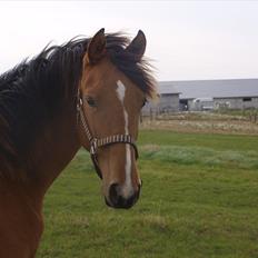 Anden særlig race Dyssegaardens Ameidy †