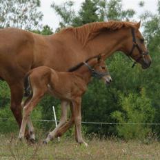 Anden særlig race Dyssegaardens Ameidy †
