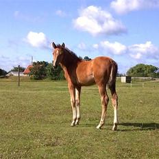 Anden særlig race Dyssegaardens Ameidy †