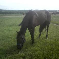 Traver U C Prince  (Solgt)