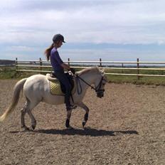 Anden særlig race Snehvide