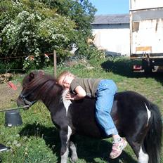 Shetlænder Speedy