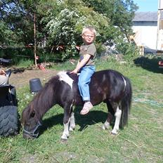 Shetlænder Speedy