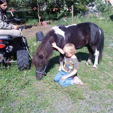 Shetlænder Speedy
