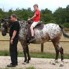 Knabstrupper Plette (solgt)