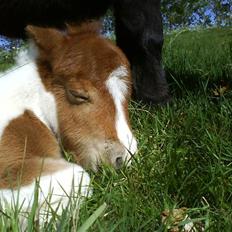 Miniature Bella Freja :).