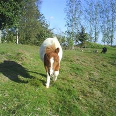 Miniature Bella Freja :).