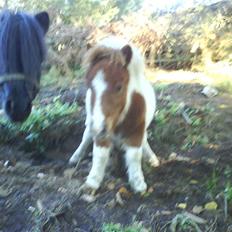 Miniature Bella Freja :).