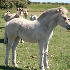 Fjordhest Clara Frølunde