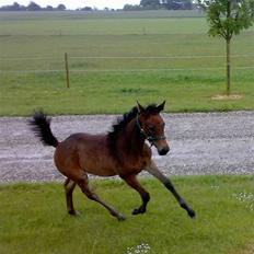 Dansk Varmblod Doñana