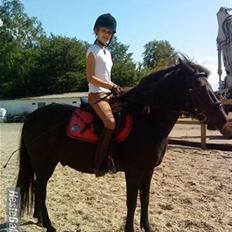 Anden særlig race Egelands Jack *R.I.P*