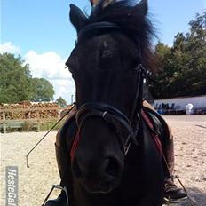 Anden særlig race Egelands Jack *R.I.P*