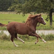 New Forest Chio Chaman