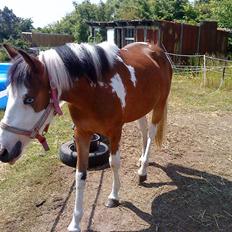 Anden særlig race Diamond (Blue Dream's)<3