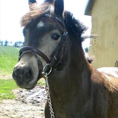 Welsh Pony (sec B) | Miss Dusty Fairytale | solgt |