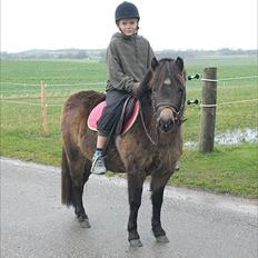 Welsh Pony (sec B) | Miss Dusty Fairytale | solgt |