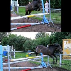 Welsh Pony (sec B) | Miss Dusty Fairytale | solgt |