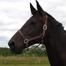 Dansk Varmblod Woopi Ask R.I.P