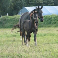 Dansk Varmblod Woopi Ask R.I.P