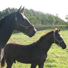 Dansk Varmblod Woopi Ask R.I.P