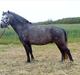 Welsh Pony af Cob-type (sec C) ¤Oliver¤..