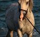 Lusitano Urque