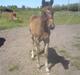 Oldenborg Annebell