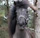 Anden særlig race Egelands Jack *R.I.P*
