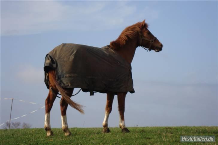 Hollandsk Sportspony Lunderups Magnum - SAVN:( - Har jeg bar en lækker pony ?!! mega araber over ham her Ö - se lige baggrunden ;o  billede 12
