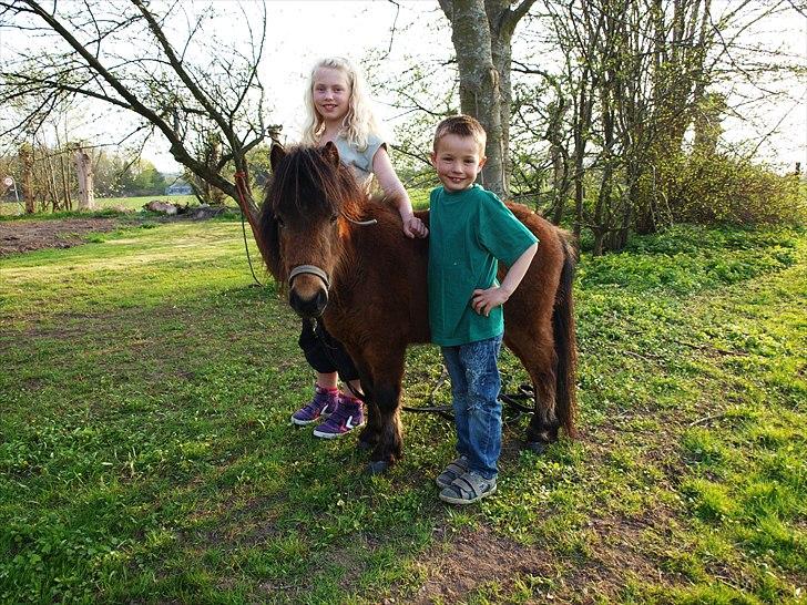 Shetlænder Stald Michas Little Matti - Påske 2011 - Min kusine Michelle, Matti og min lillebror Phillip :) billede 18