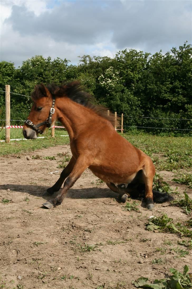 Shetlænder Stald Michas Little Matti - Han kan sitte (;  billede 19