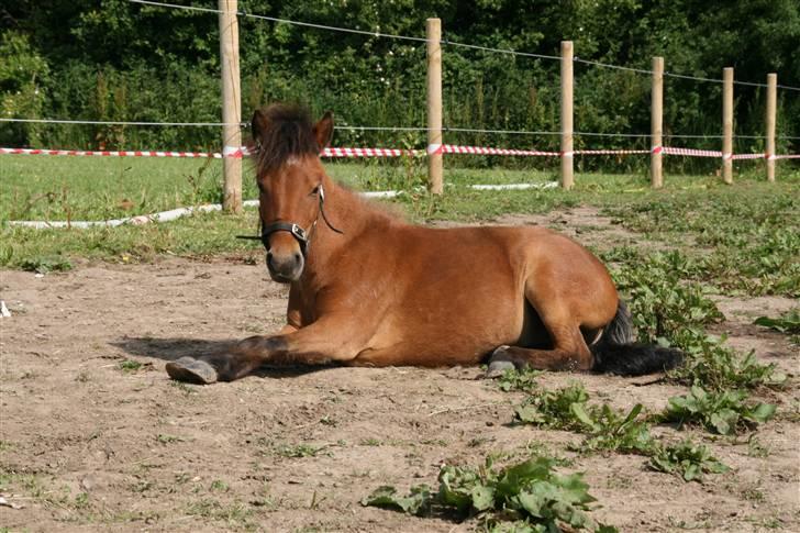 Shetlænder Stald Michas Little Matti - Kan du sige afslapning (; <3  billede 20