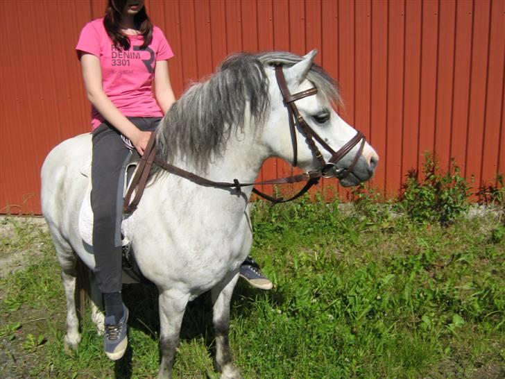 Welsh Mountain (sec A) Friday (Frede<3) - så fik man øje på ismulerne :D
Foto: Olivia Vangsgaard billede 16