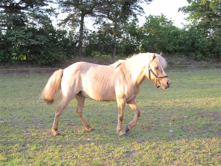 Islænder Sif "SOLGT" billede 2