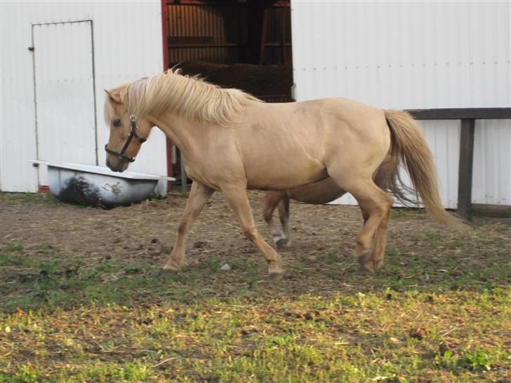 Islænder Sif "SOLGT" billede 3