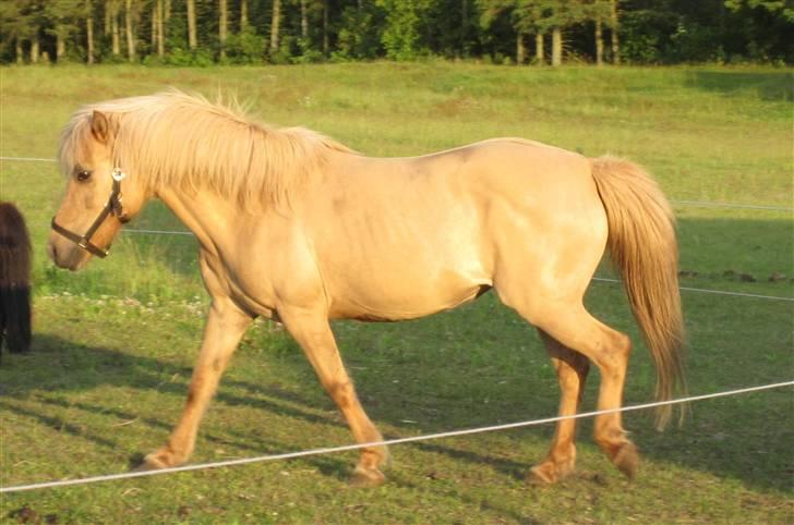 Islænder Sif "SOLGT" billede 4