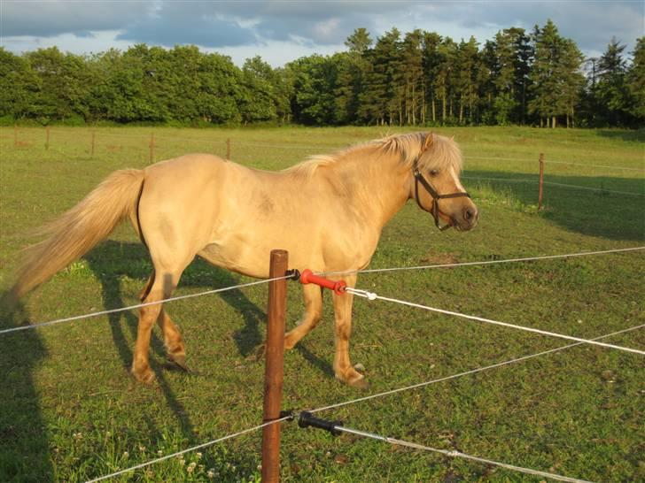 Islænder Sif "SOLGT" billede 5