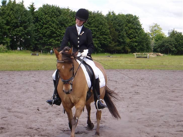 Anden særlig race Sasja R.I.P billede 17