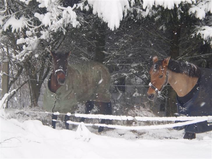 Anden særlig race Sasja R.I.P billede 18