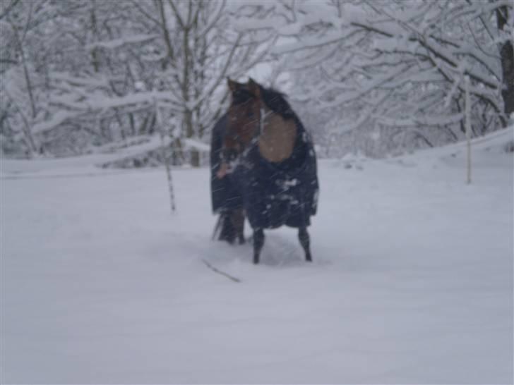 Anden særlig race Sasja R.I.P billede 20