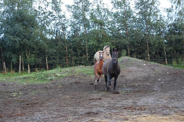 Anden særlig race Zorba - Lidt fis og ballade i folden. billede 6