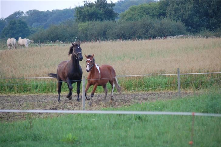 Anden særlig race Zorba - Lidt mere fis og ballade i folden. billede 7