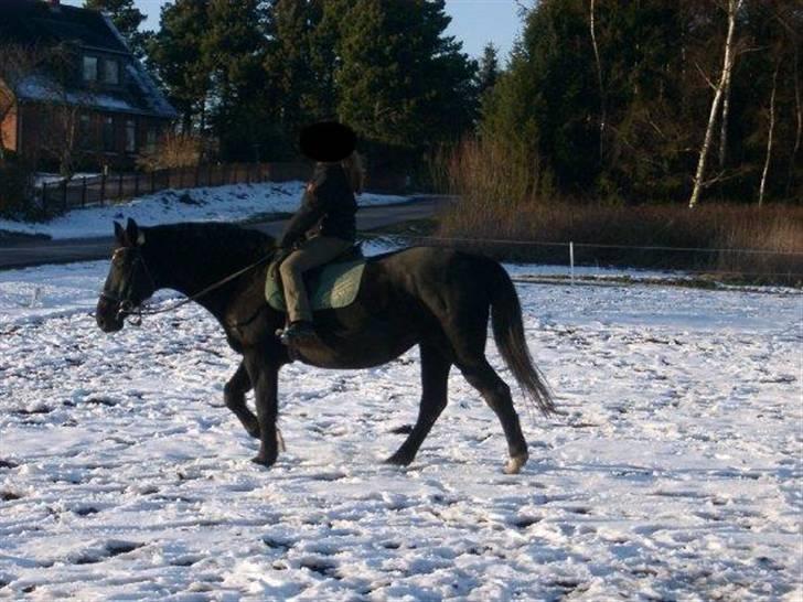 Anden særlig race Zorba - Lidt småkoldt på fusserne. billede 9